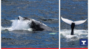 Baleines Gaspésie