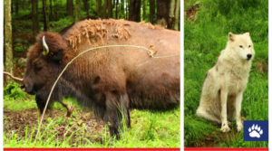 Animaux