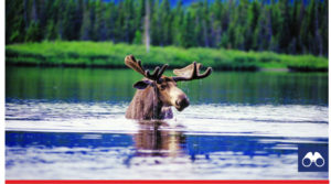 odyssée de la faune canadienne