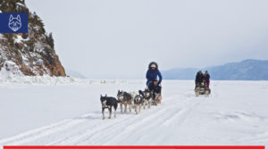 Traineau à chiens